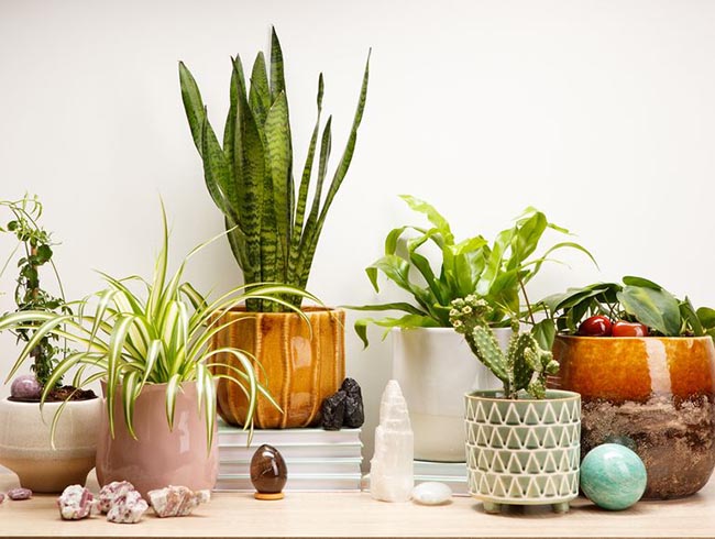 care indoor plants for home decor